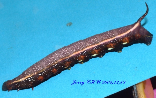 按此在新視窗瀏覽圖片