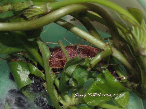 按此在新視窗瀏覽圖片