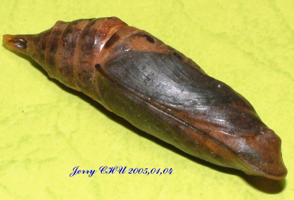 按此在新視窗瀏覽圖片