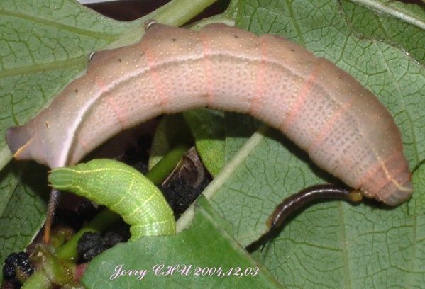 按此在新視窗瀏覽圖片