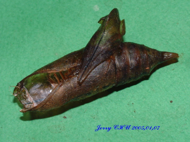 按此在新視窗瀏覽圖片