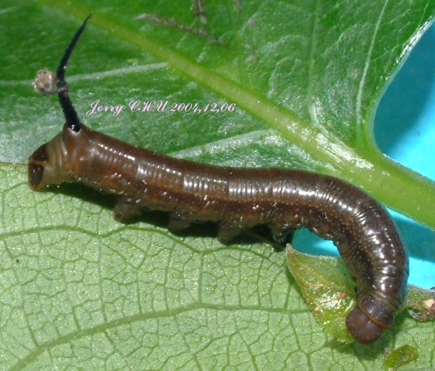 按此在新視窗瀏覽圖片