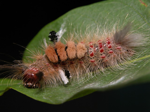 按此在新視窗瀏覽圖片