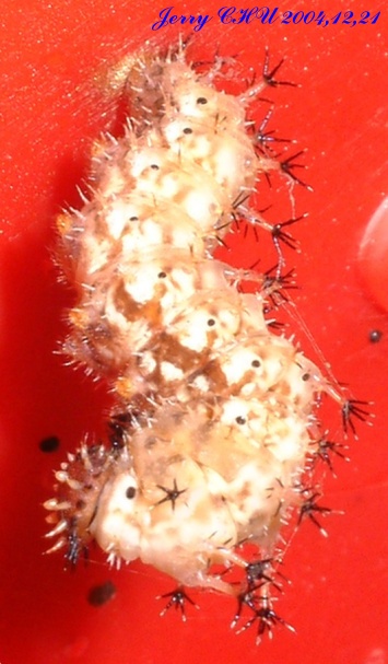 按此在新視窗瀏覽圖片