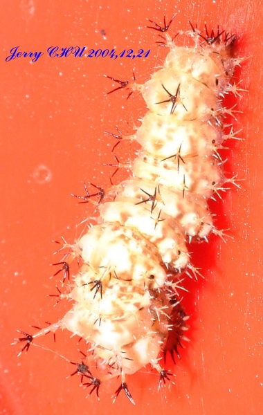 按此在新視窗瀏覽圖片