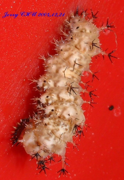 按此在新視窗瀏覽圖片