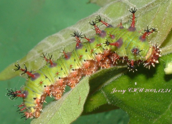 按此在新視窗瀏覽圖片