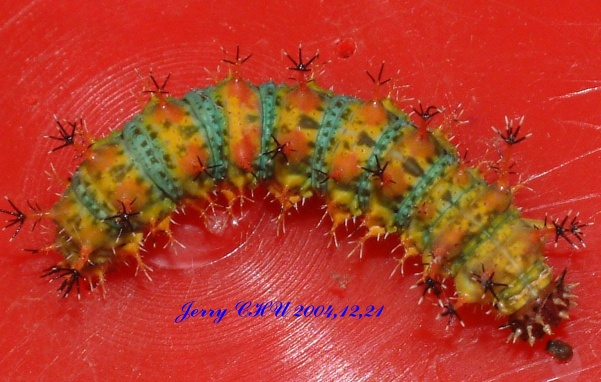 按此在新視窗瀏覽圖片