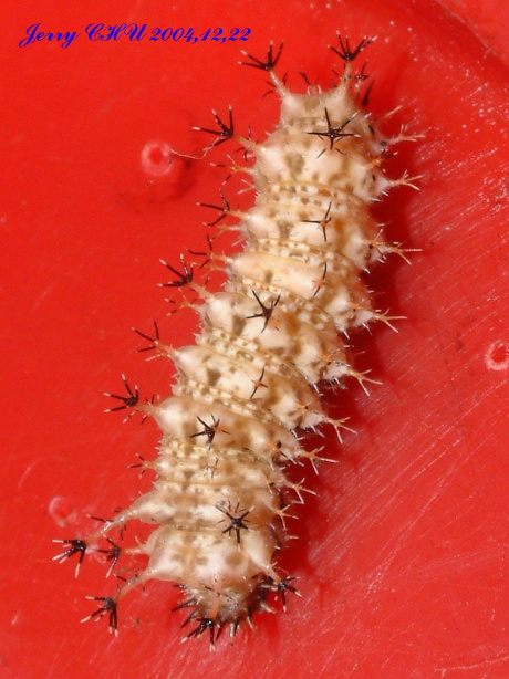 按此在新視窗瀏覽圖片