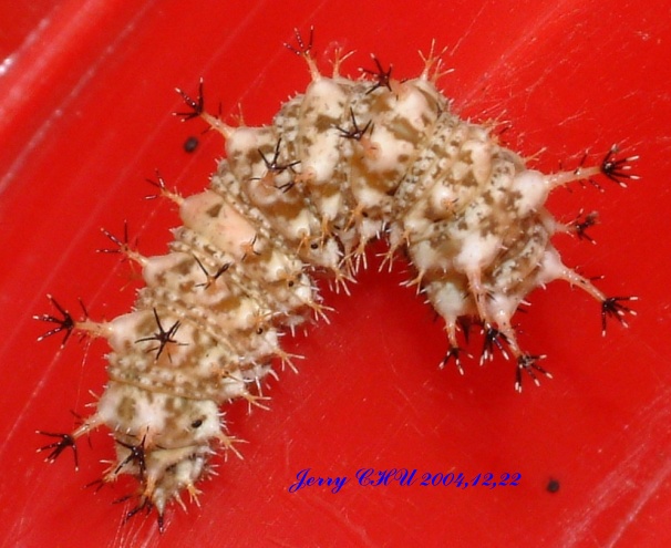 按此在新視窗瀏覽圖片