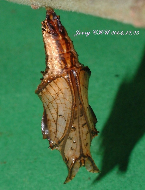 按此在新視窗瀏覽圖片