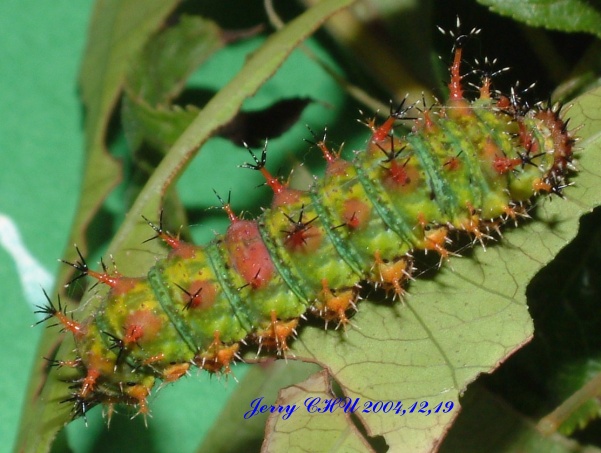 按此在新視窗瀏覽圖片