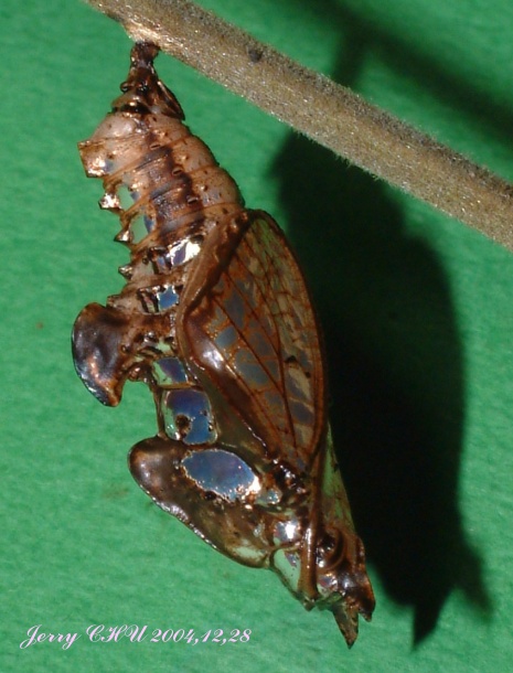 按此在新視窗瀏覽圖片