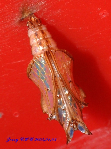 按此在新視窗瀏覽圖片