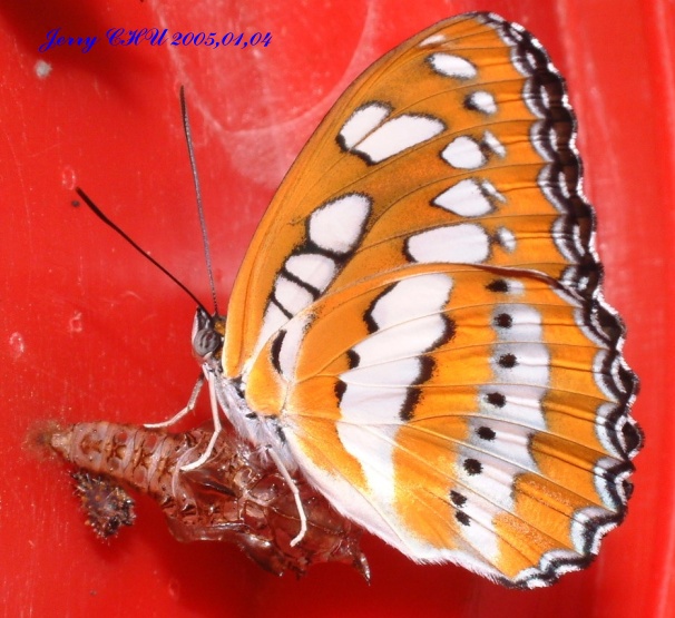 按此在新視窗瀏覽圖片