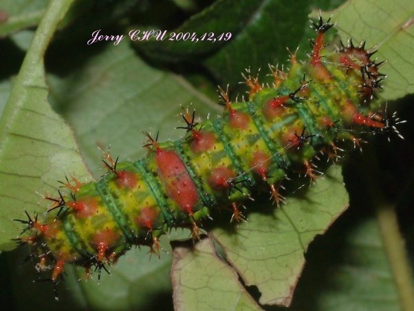 按此在新視窗瀏覽圖片