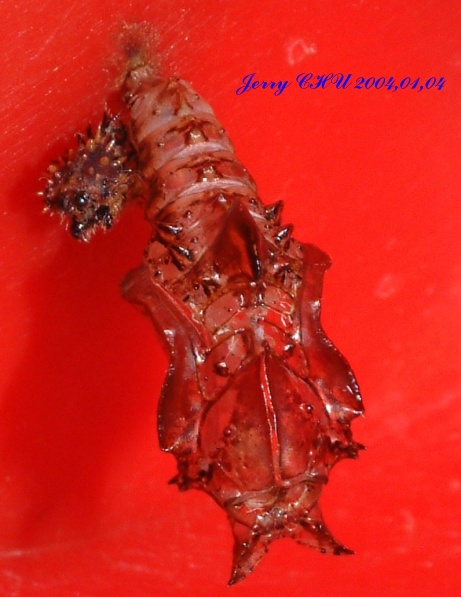 按此在新視窗瀏覽圖片