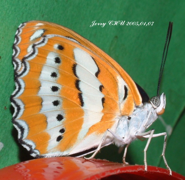 按此在新視窗瀏覽圖片