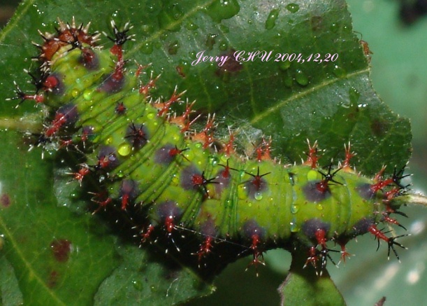 按此在新視窗瀏覽圖片