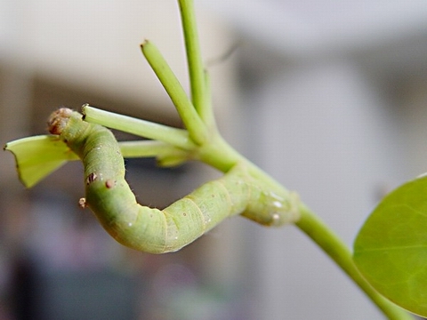 按此在新視窗瀏覽圖片