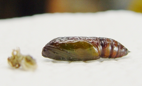 按此在新視窗瀏覽圖片