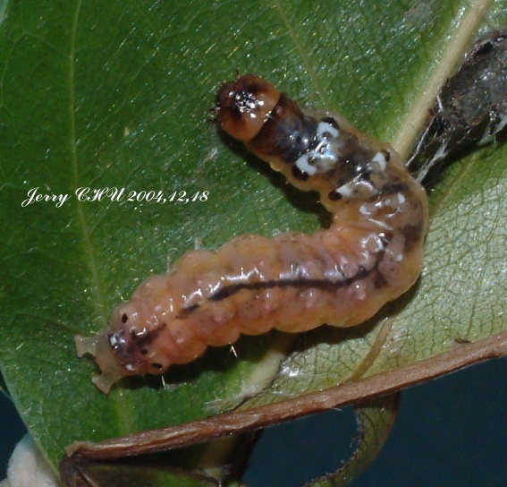 按此在新視窗瀏覽圖片