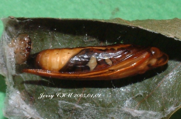 按此在新視窗瀏覽圖片