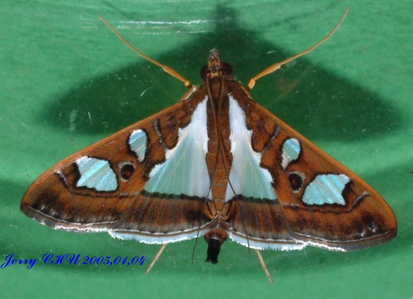 按此在新視窗瀏覽圖片