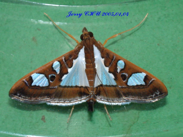 按此在新視窗瀏覽圖片