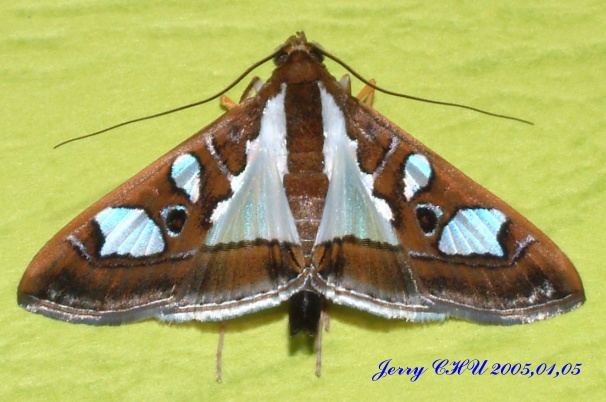 按此在新視窗瀏覽圖片