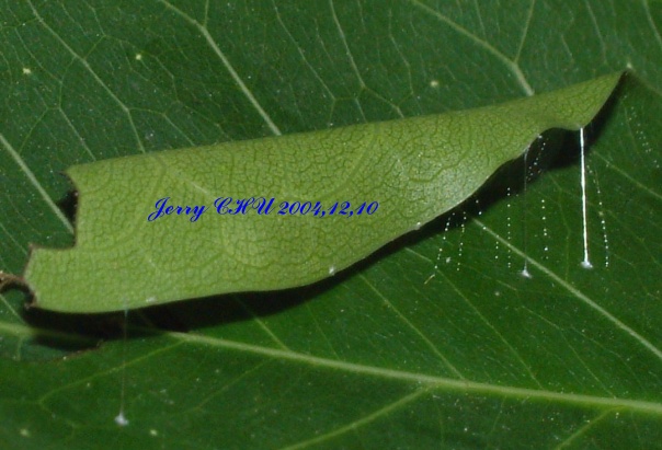 按此在新視窗瀏覽圖片