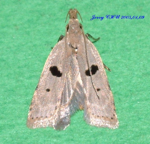 按此在新視窗瀏覽圖片