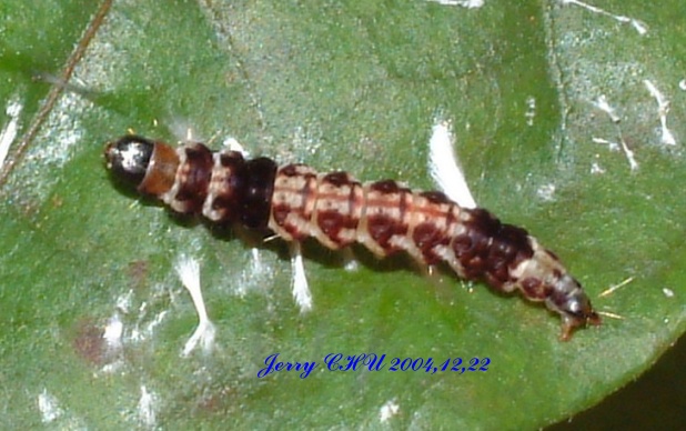 按此在新視窗瀏覽圖片