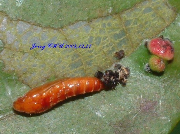 按此在新視窗瀏覽圖片