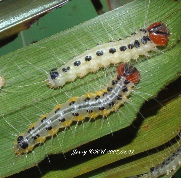 按此在新視窗瀏覽圖片