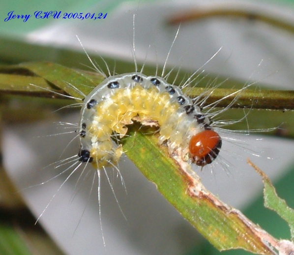 按此在新視窗瀏覽圖片