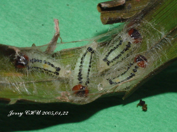 按此在新視窗瀏覽圖片