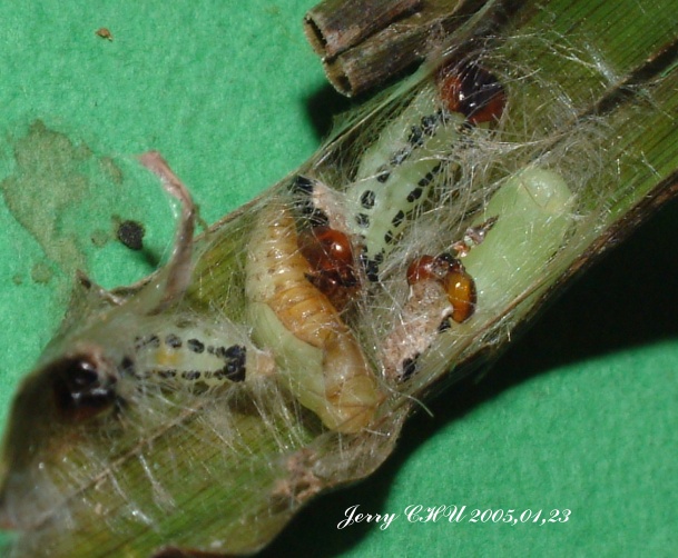 按此在新視窗瀏覽圖片