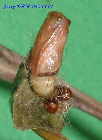 按此在新視窗瀏覽圖片