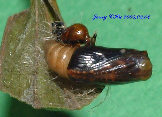 按此在新視窗瀏覽圖片