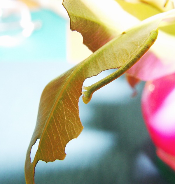 按此在新視窗瀏覽圖片