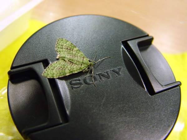 按此在新視窗瀏覽圖片