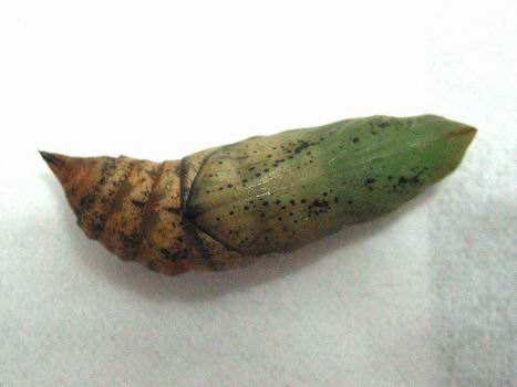 按此在新視窗瀏覽圖片