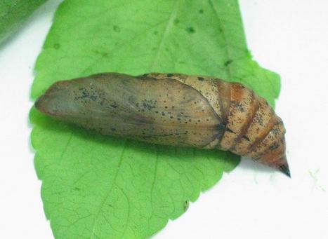 按此在新視窗瀏覽圖片