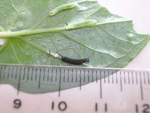 按此在新視窗瀏覽圖片