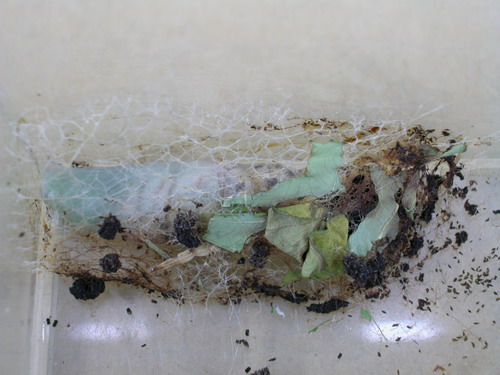 按此在新視窗瀏覽圖片