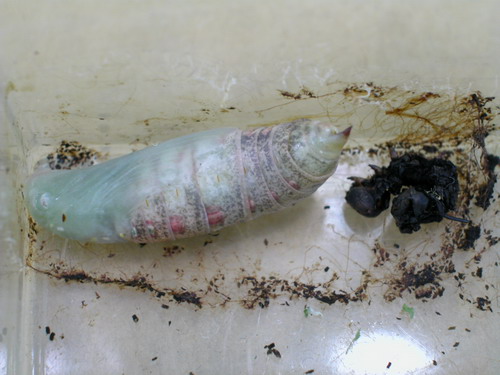 按此在新視窗瀏覽圖片