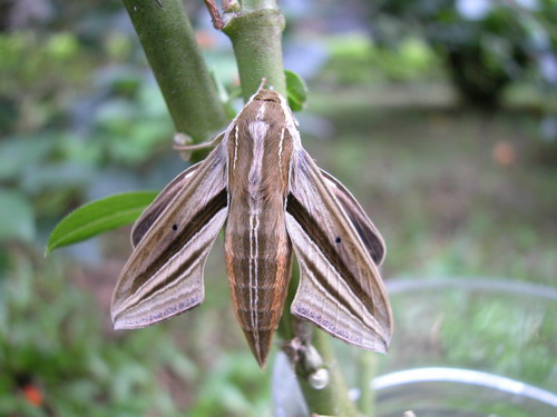 按此在新視窗瀏覽圖片