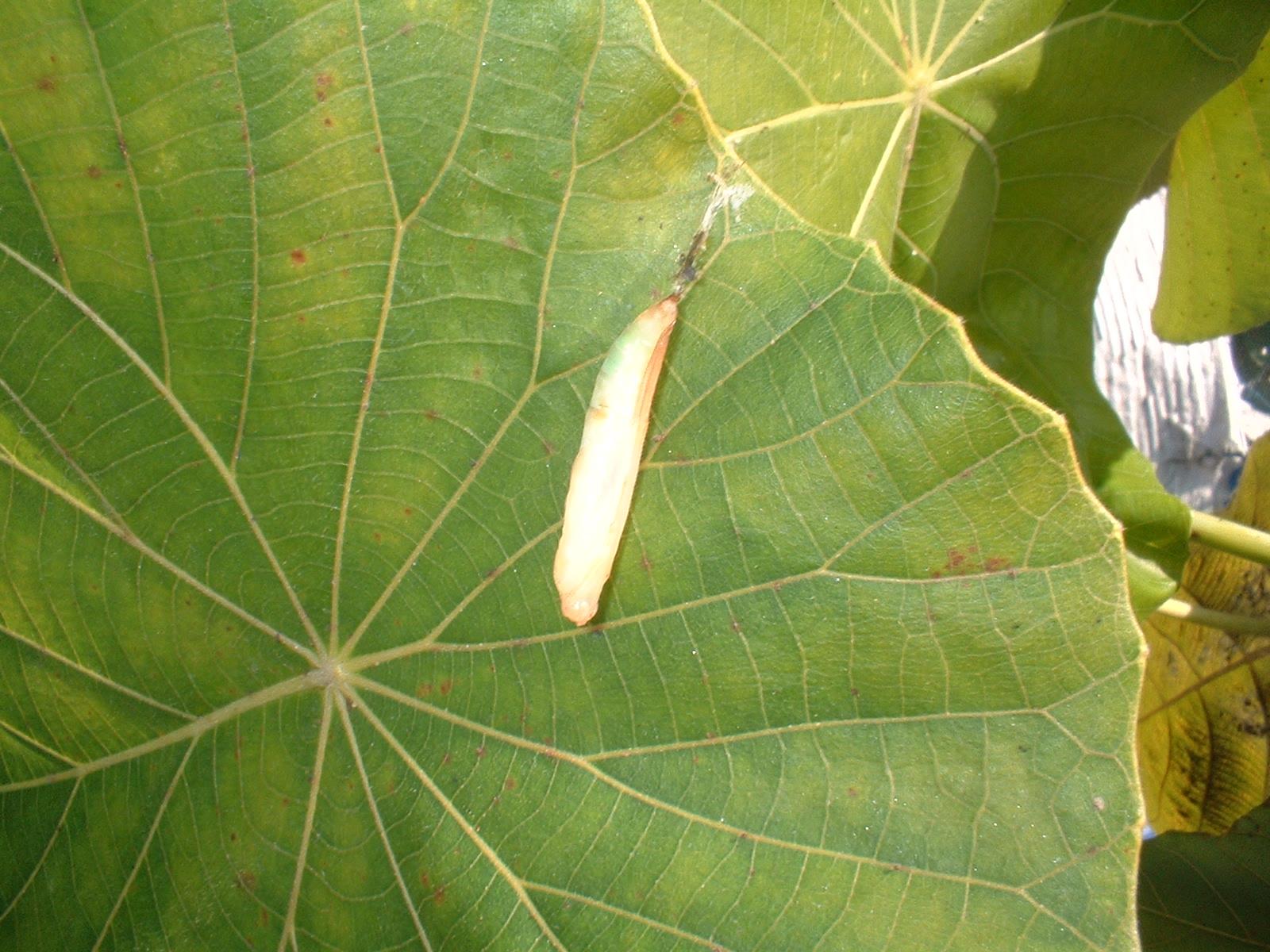 按此在新視窗瀏覽圖片