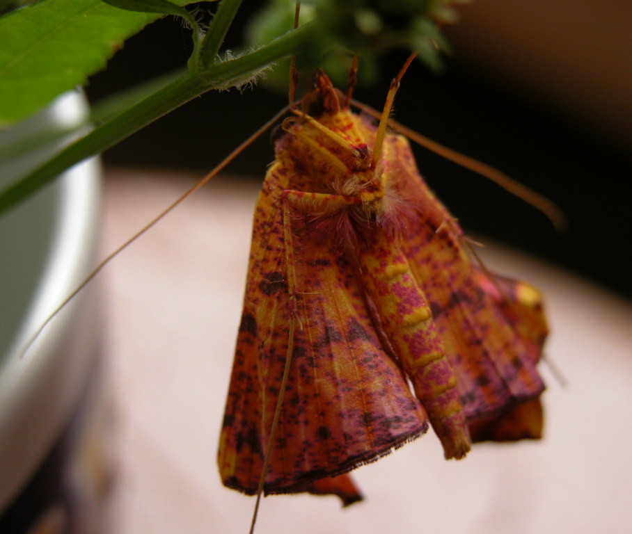 按此在新視窗瀏覽圖片